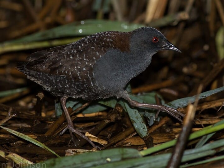 Image of a black rail.